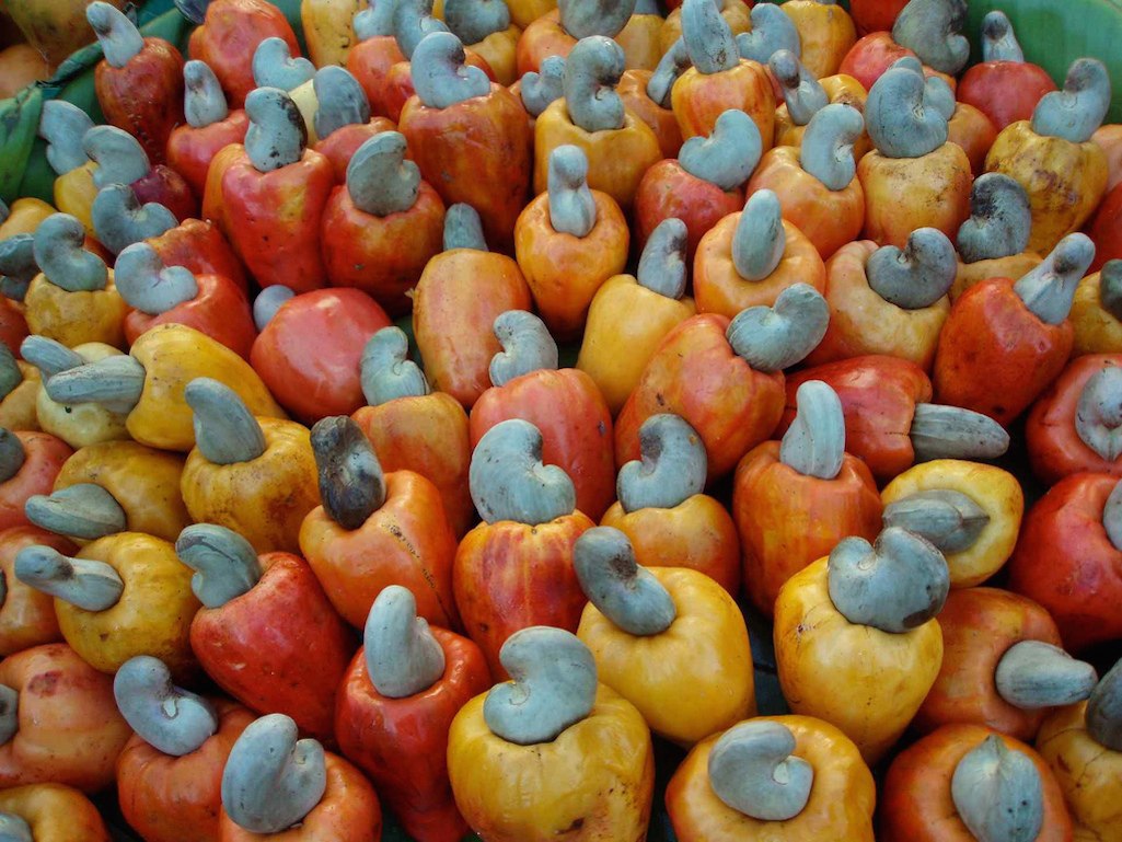 Beneficios del marañón - Beneficios para la salud de la actividad